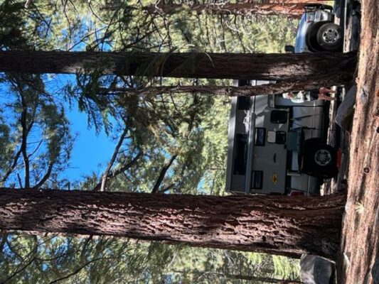 An rv parked in the woods next to a tree.